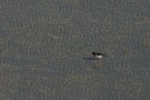 Oyster Catcher, Balranald Bird Sanctuary, North Uist